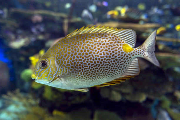 rabbitfish