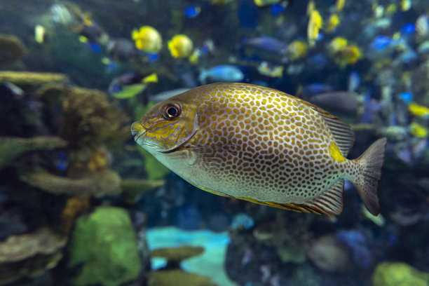 rabbitfish