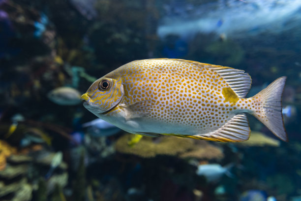 rabbitfish