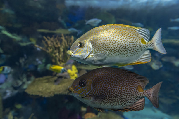 rabbitfish