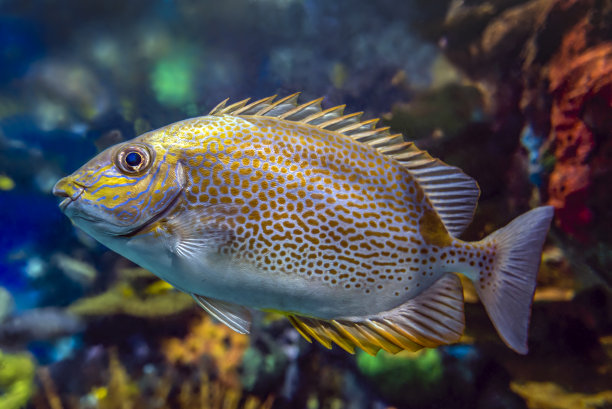 rabbitfish