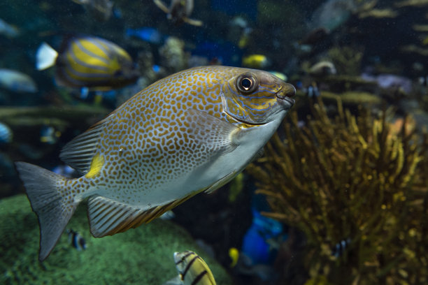 rabbitfish