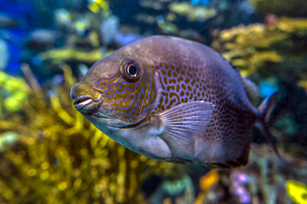 rabbitfish