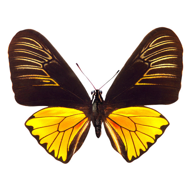 ornithoptera
