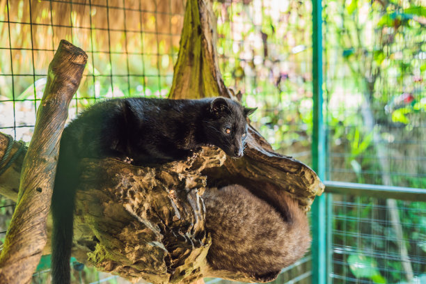 civet