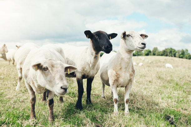 sheep