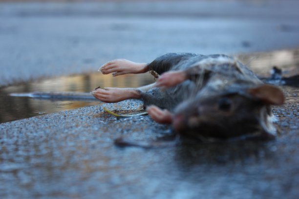 dead