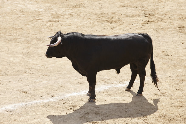 toro