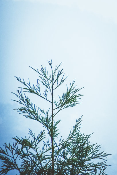 雪山丛林