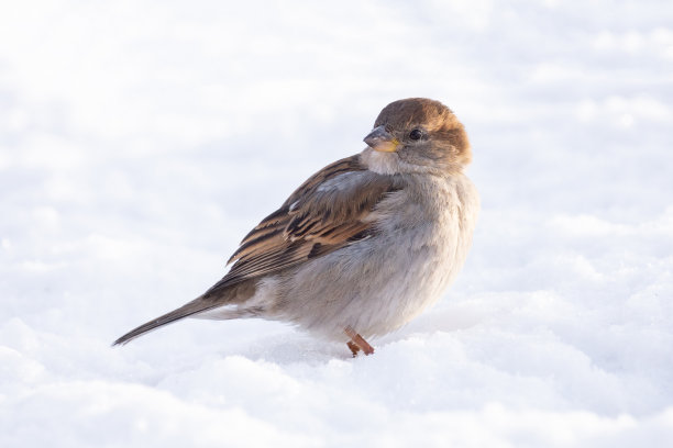 sparrow