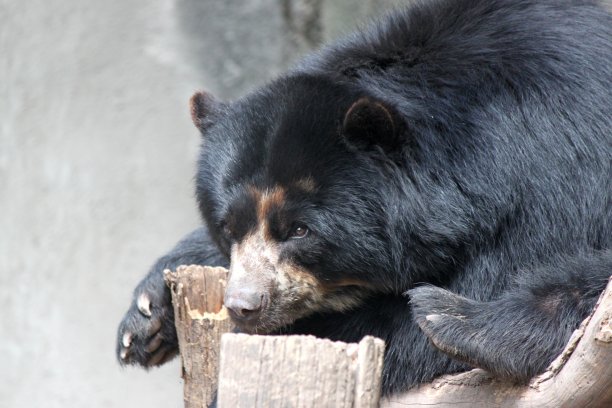 躺着的黑熊