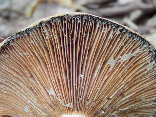 cortinarius