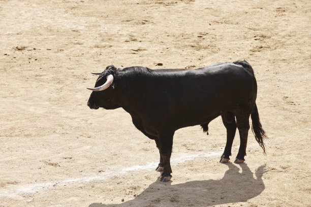 toro