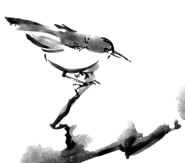 sparrow