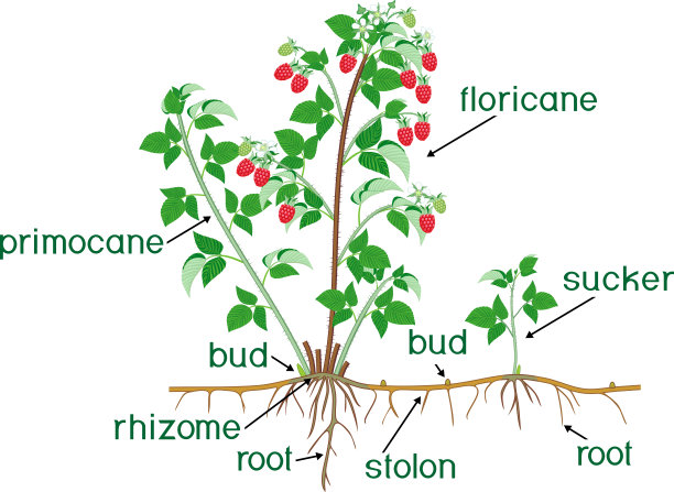 botanical