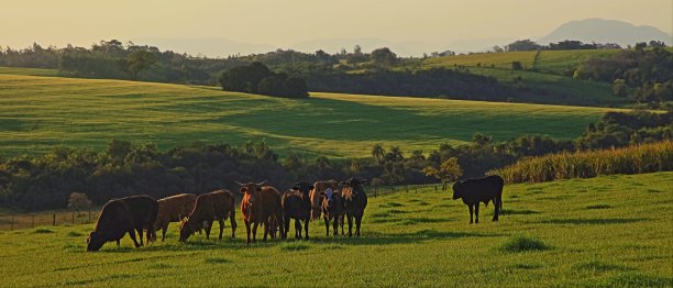夕阳中的牛群