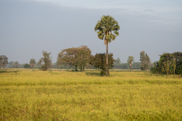 buriram