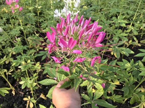 cleome