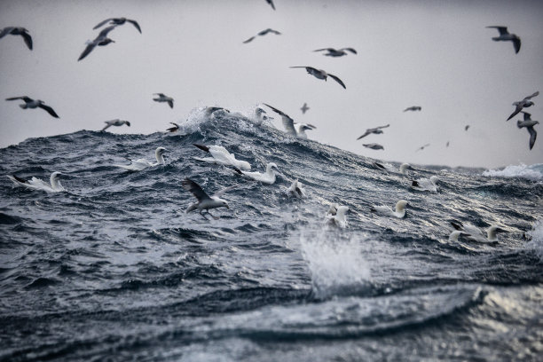 飞鸟蓝色大海壁纸