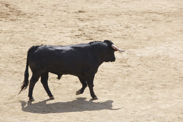toro