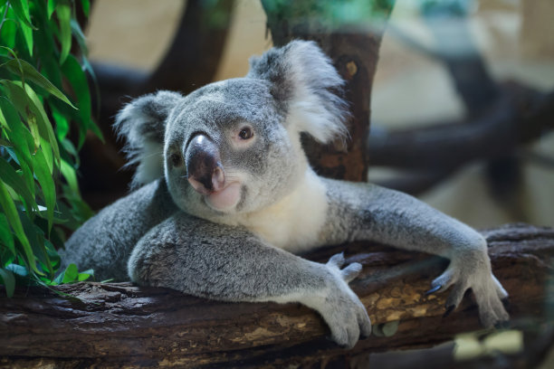 koala