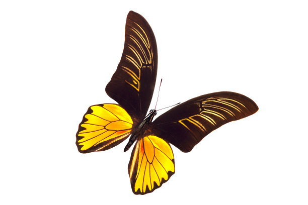 ornithoptera