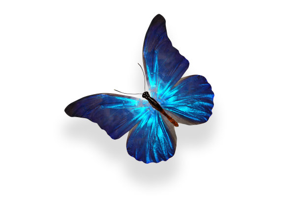 morpho