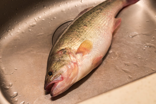 rockfish