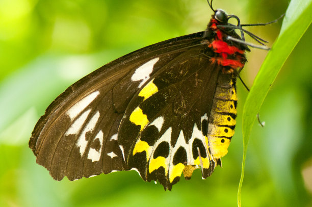 ornithoptera