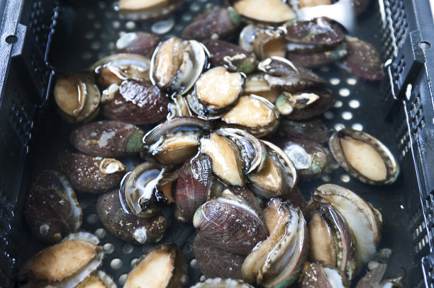 abalone