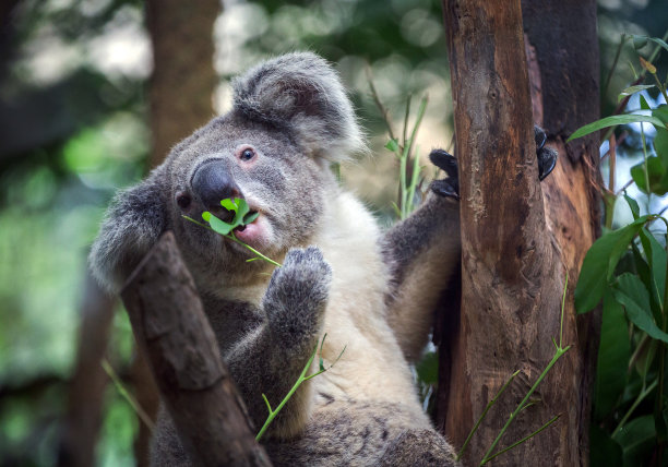 koala