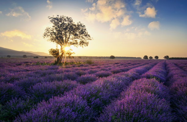 provence