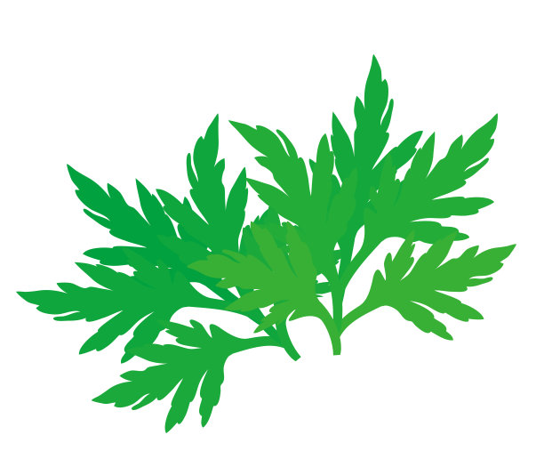 mugwort