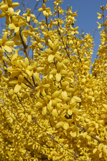 forsythia