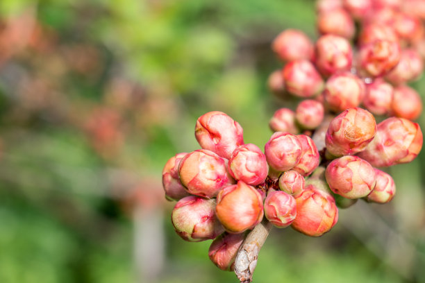 chaenomeles
