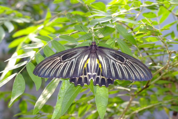 ornithoptera