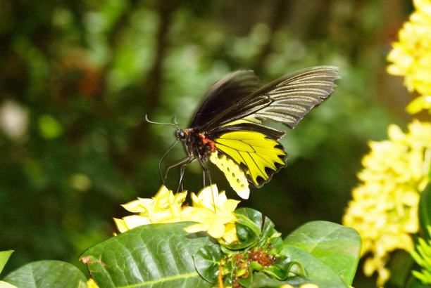 ornithoptera