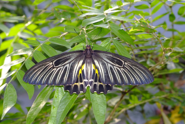 ornithoptera
