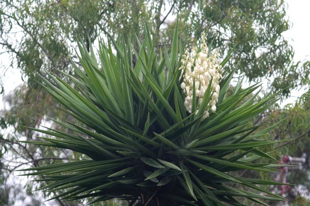 叶子,植物,季节