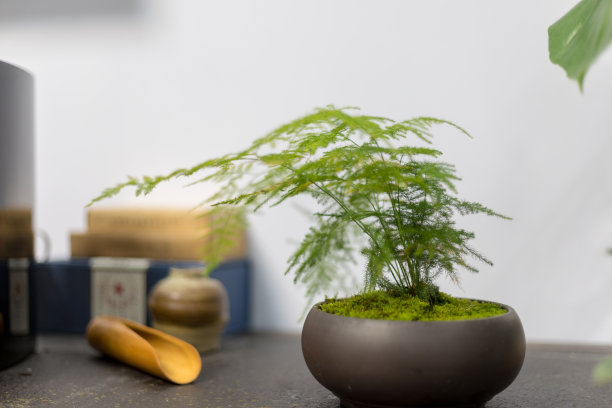 officinalis