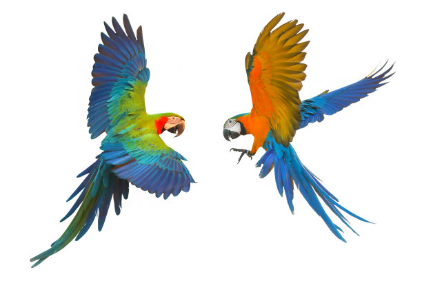 macaw