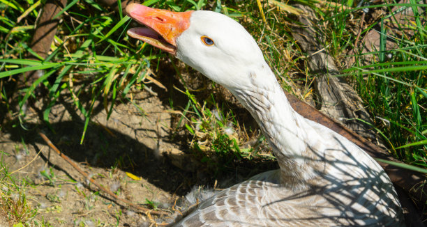 goose