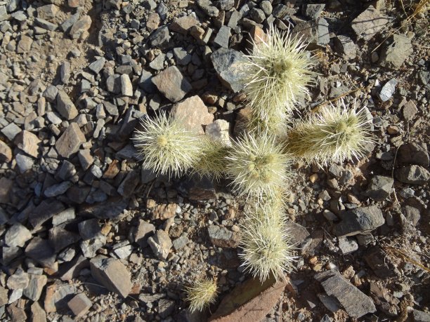 cholla