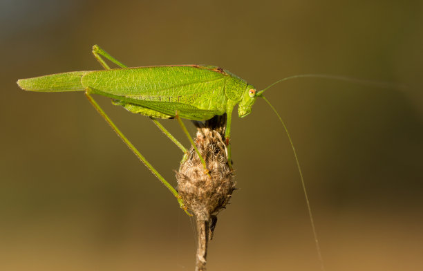 katydid