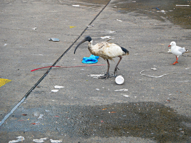 ibis