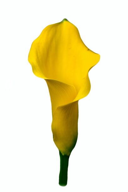 araceae