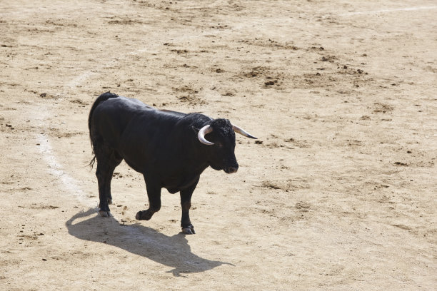 toro