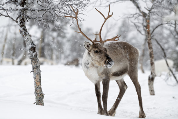 reindeer