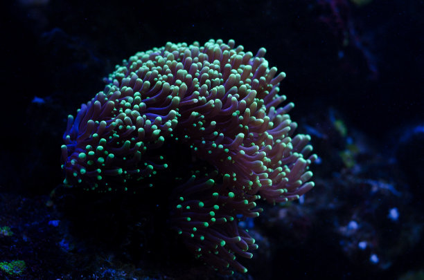 corals