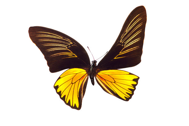 ornithoptera